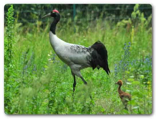 Jammu and Kashmir State bird, Black-necked crane, Grus nigricollis